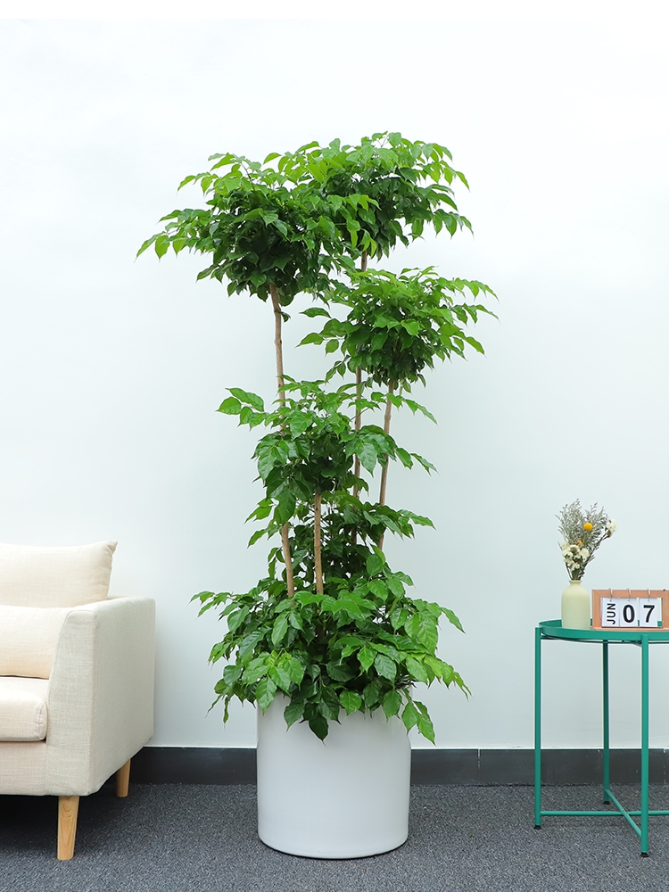 長(zhǎng)沙花卉租擺——綠植租擺-辦公樓擺花-公司總部擺花-喬遷送花-幸福樹(shù)